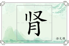 肾怎么写